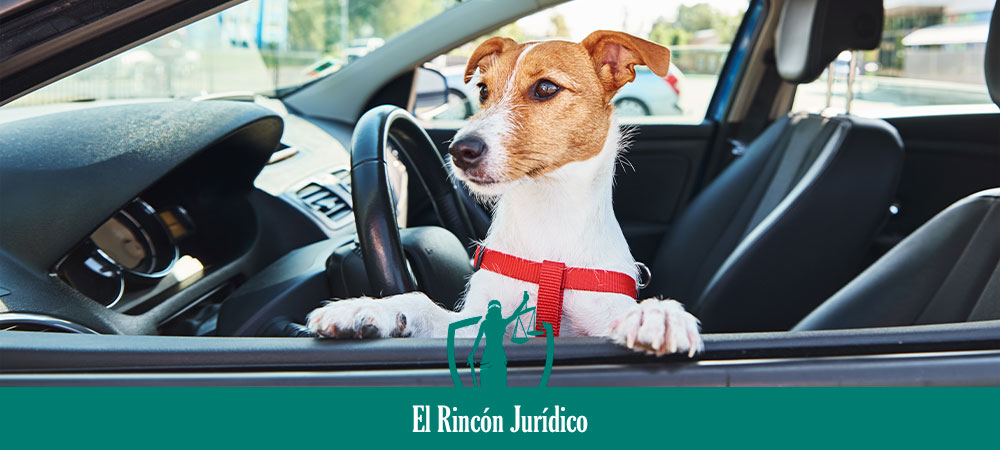 Qué hacer si ves un perro encerrado en un coche - El Rincón Jurídico